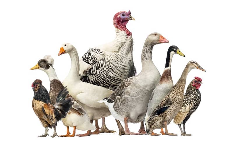 Group of Ducks, Geese and Chickens, isolated on white