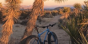 bike resting on tree on desert trail