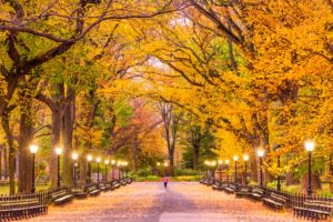 Central Park Autumn