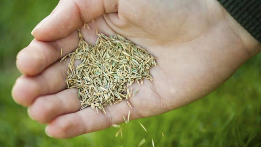 how-to-lant-grass-seeds-6rzda662nffiw4719pgn2endbp9bhwvx027hhx8c3os