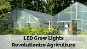 LED Grow Lights Revolutionize Agriculture
