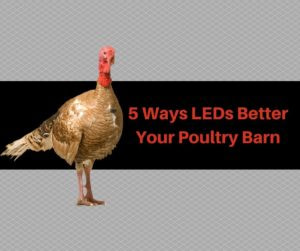 LED poultry lights