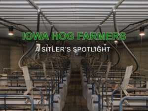 LED swine lights