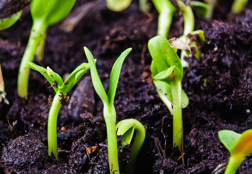 Germinated plants Close-up Photos