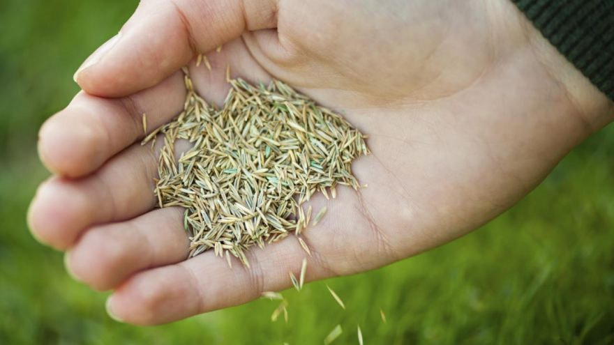 how-to-lant-grass-seeds-6rzda662nffiw4719pgn2endbp9bhwvx027hhx8c3os