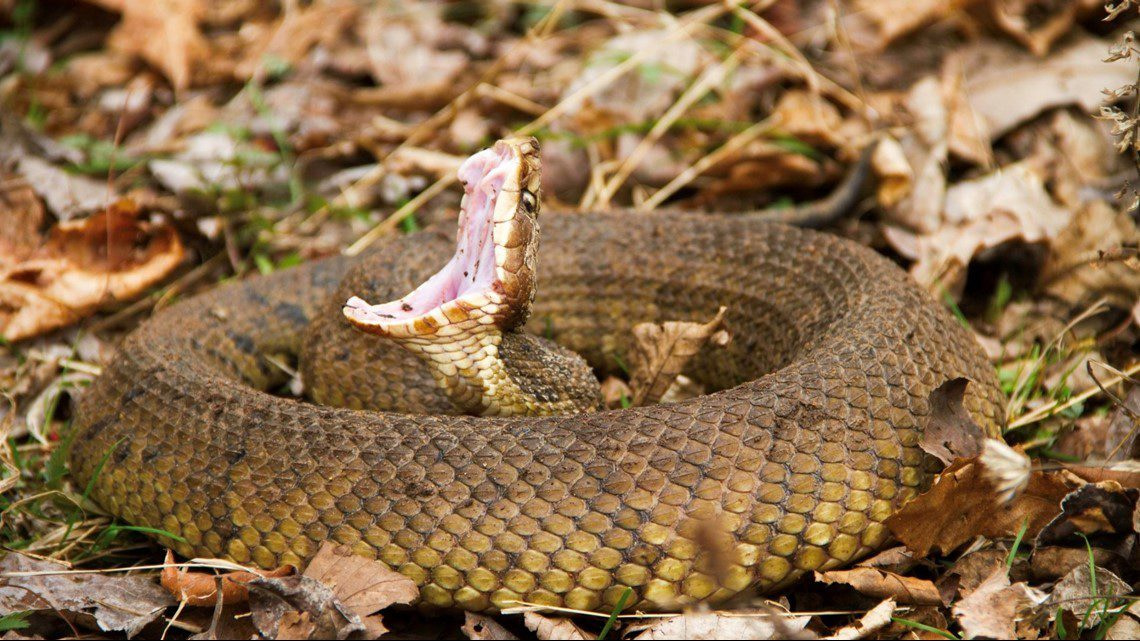 tennessee snake
