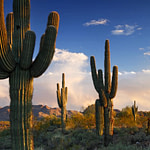 Arizona desert & cactus