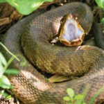 Texas snake
