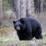 Black bear