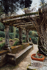 Photo of a traditional aged garden pergola with vines wrapped around