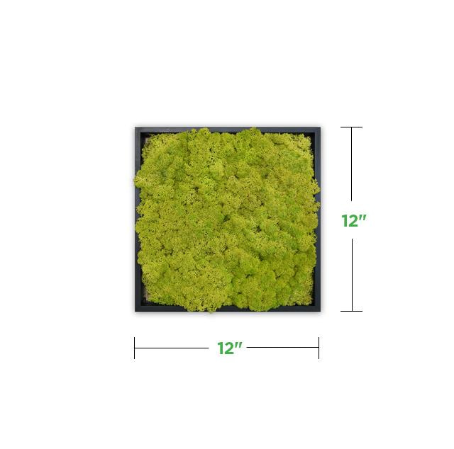 MossMini-lime-green-black-frame MossMini-lime-green-black-frame