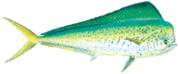 74cf4953 Mahimahi Large E1531995805142