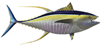 35d5e428 Yellowfin Tuna Intro (1)