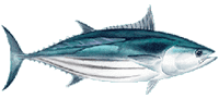 Boom Boom Sports Fishing, Hawaii 14 Ec0385eb Skipjack Large E1531995829256