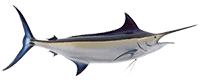 Boom Boom Sports Fishing, Hawaii 11 1ead7c5c Blkm 2