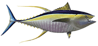 Boom Boom Sports Fishing, Hawaii 9 35d5e428 Yellowfin Tuna Intro (1)