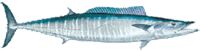 Boom Boom Sports Fishing, Hawaii 12 6ca421f3 Wahoo Large E1531996075741