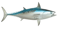 Hawaii, Oahu Fish We Catch 9 Output Onlinepngtools 19 200x