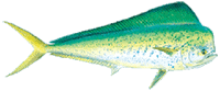 Boom Boom Sports Fishing, Hawaii 13 74cf4953 Mahimahi Large E1531995805142