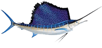 Boom Boom Sports Fishing, Hawaii 10 Afe8eec4 Atlantic Sailfish Intro