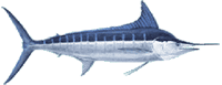 Boom Boom Sports Fishing, Hawaii 8 7d61f7eb Stripedmarlin Large E1531996195981