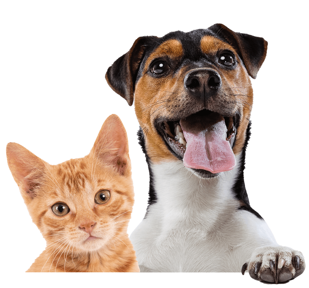 a dog and a cat looking at the camera