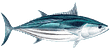 Ec0385eb Skipjack Large E1531995829256