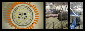 LED dim to red swine lights collage