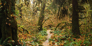 scenic forest trail