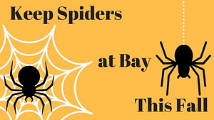 keep spiders at bay blog image