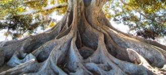 tree with large trunk in daylight