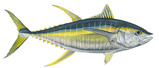 Yellowfin Tuna (1) Yellowfin Tuna (1)