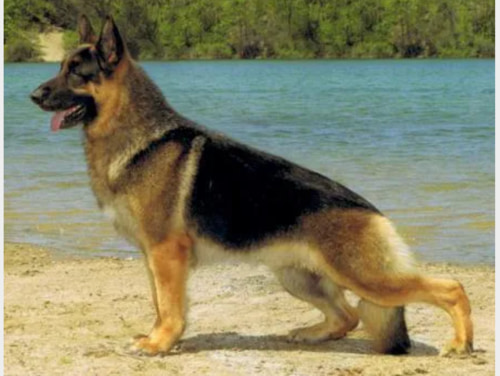 Linbred Kenyln's Aries