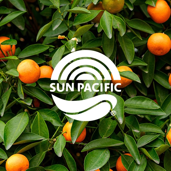Social Media Case Study | Sun Pacific + Sculpt