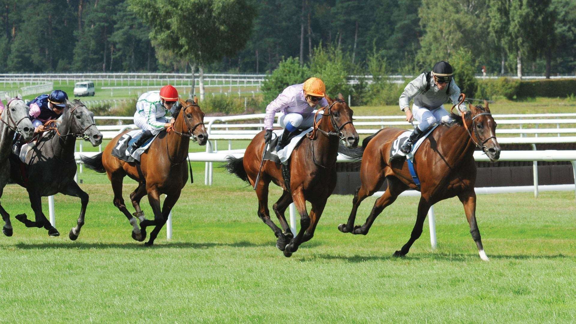 Top 20 Best Equestrian Sites Ranked 2021