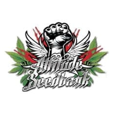 Best Marijuana Websites