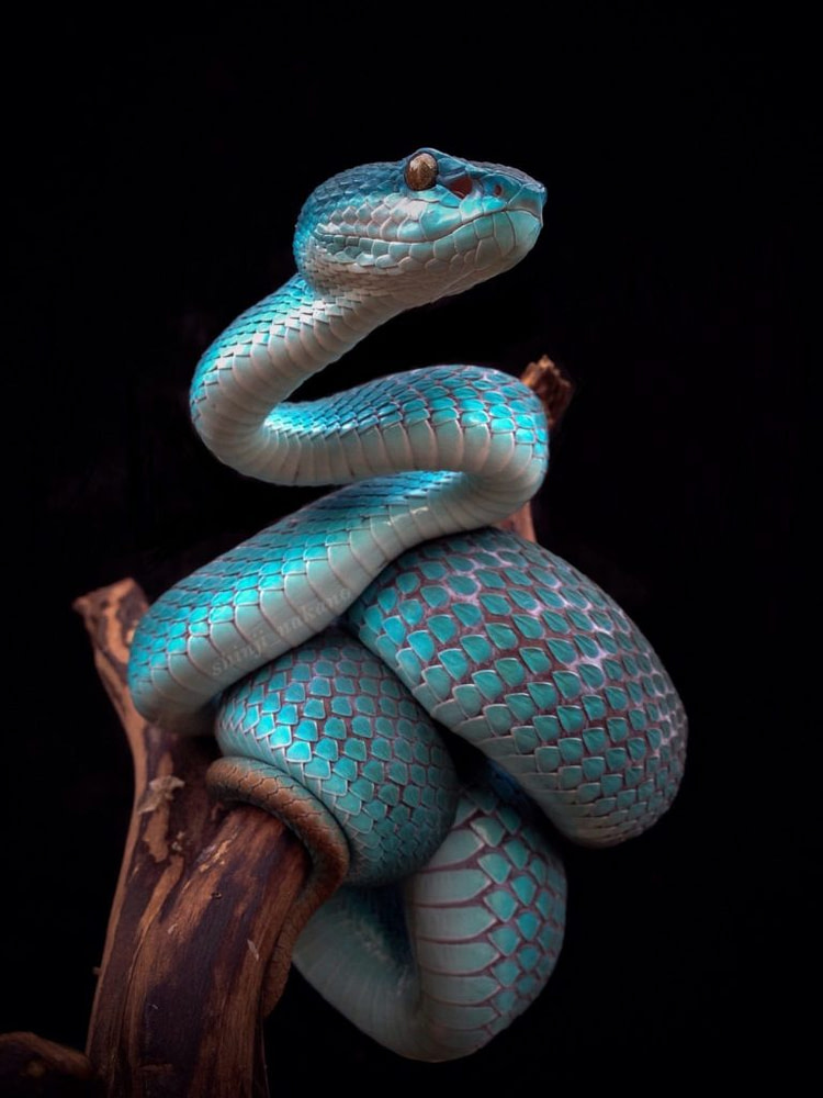 Close-Up of blue snake on branch