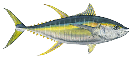 Yellowfin Tuna (1)